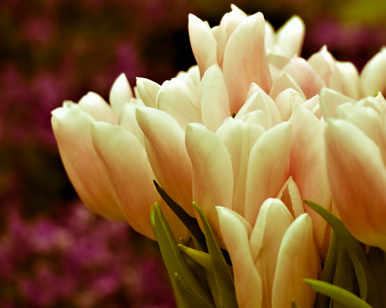 tulips  bouquet  flowers free photo