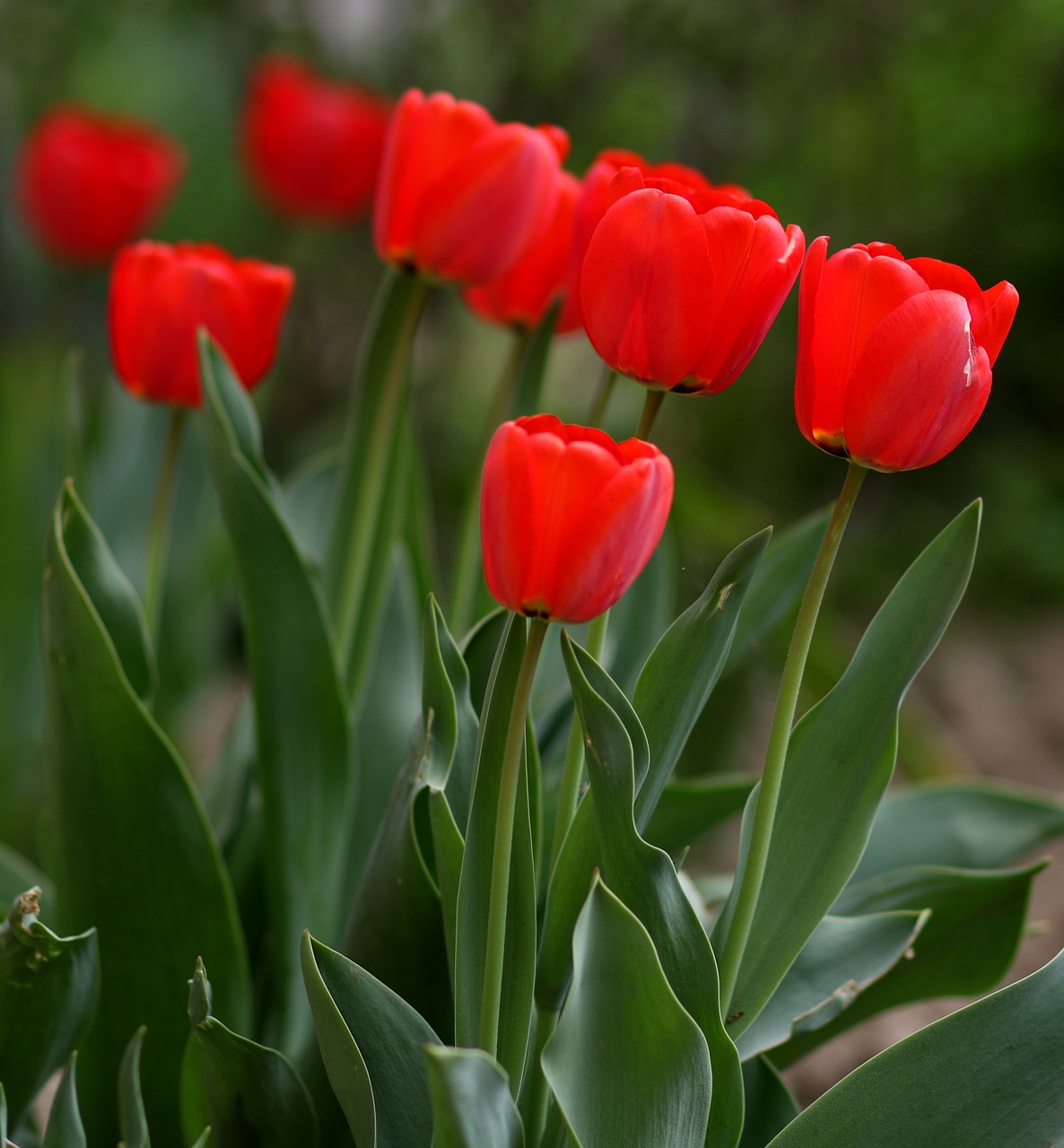 tulips  red  flowers free photo