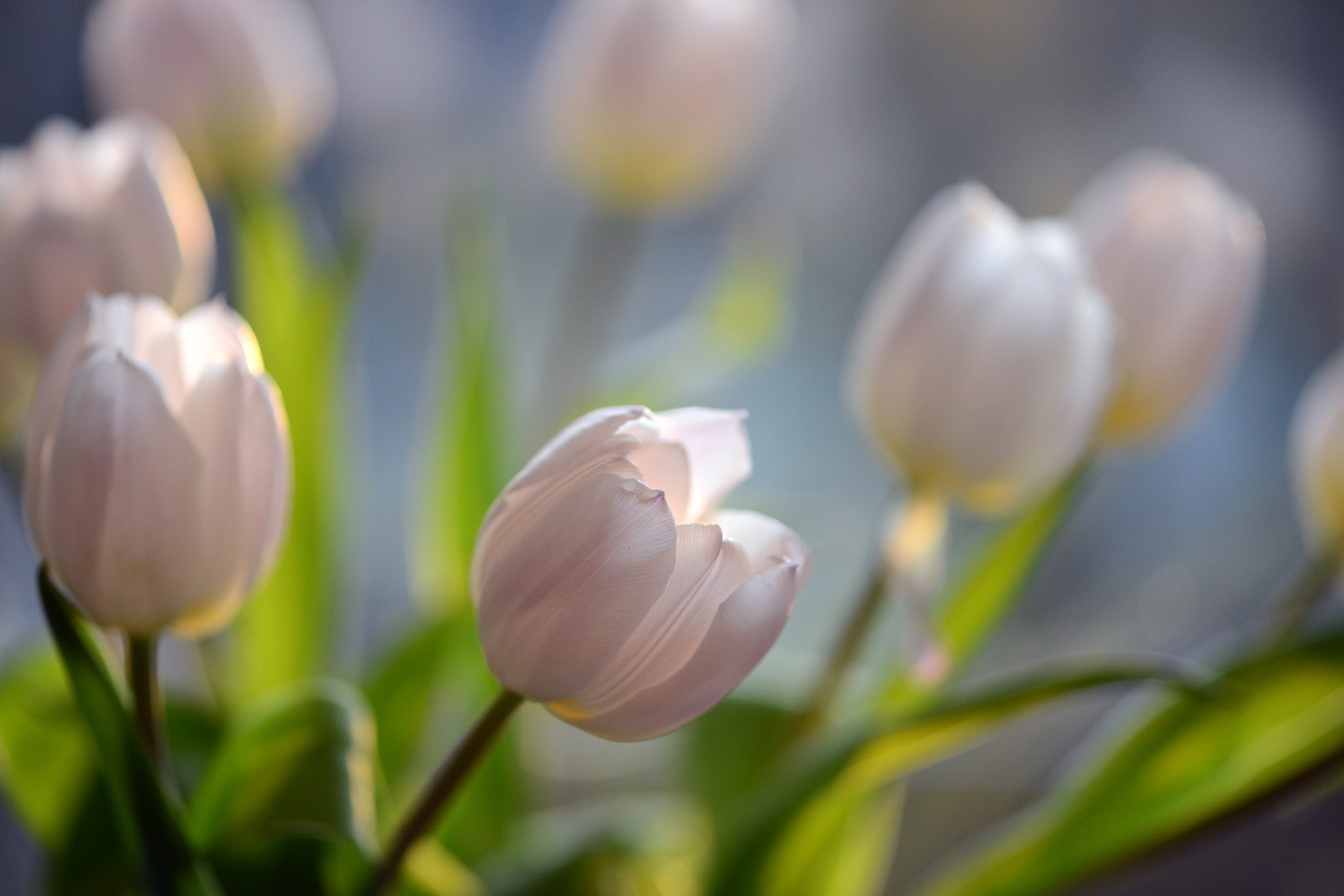 tulips  flowers  spring free photo