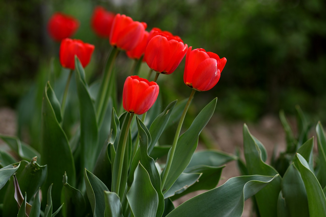 tulips  red  flowers free photo