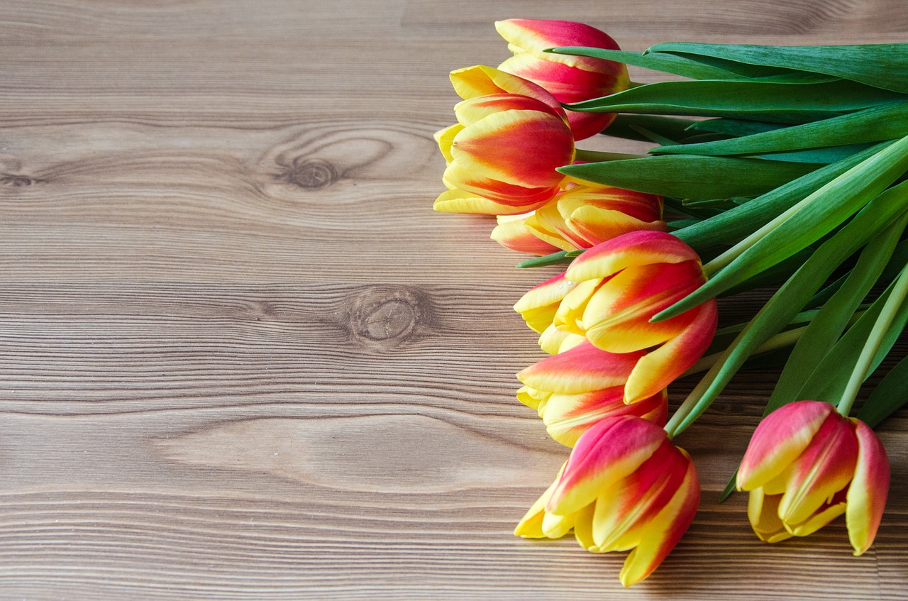 tulips  spring  background free photo