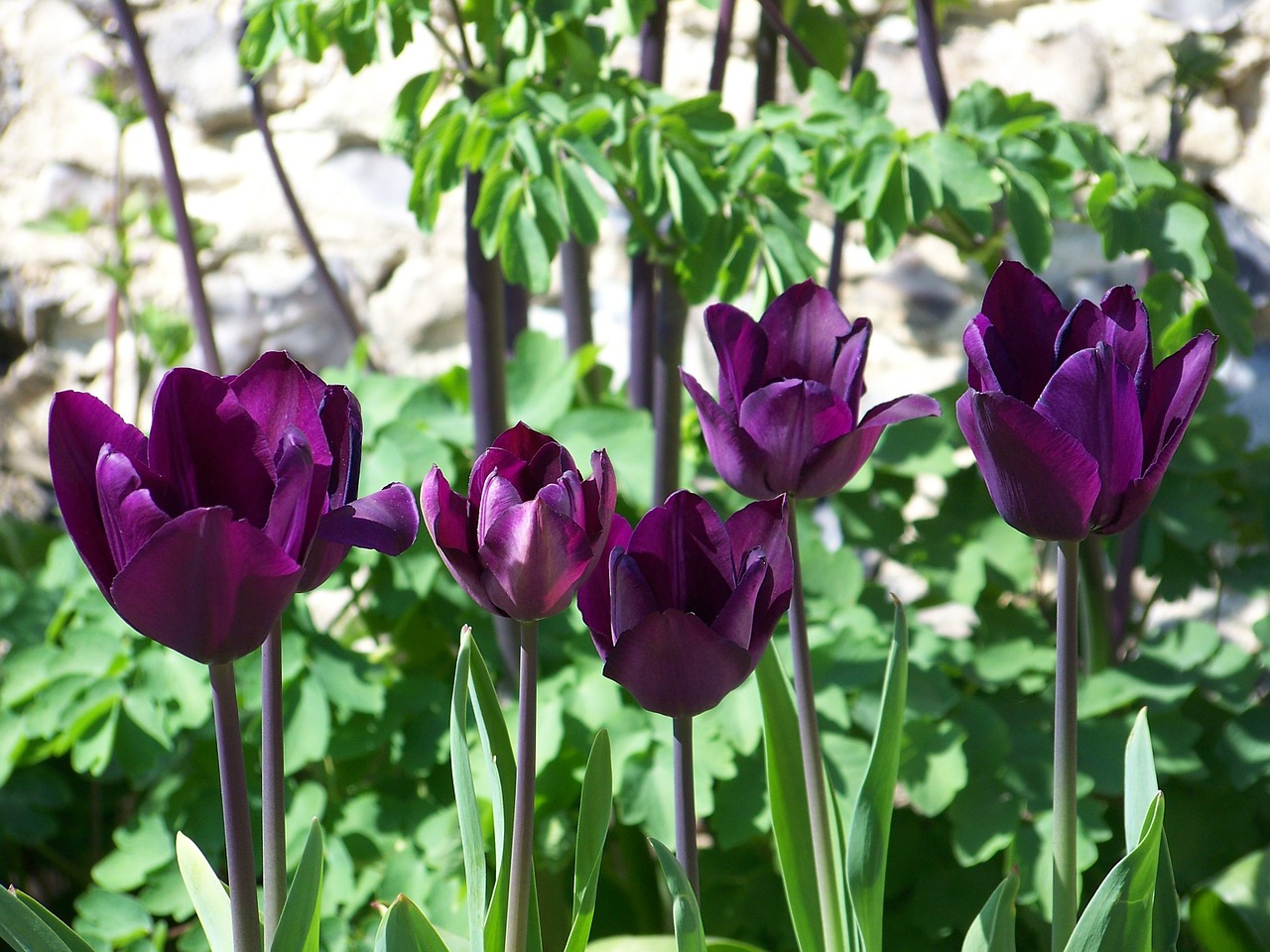 tulips purple garden free photo