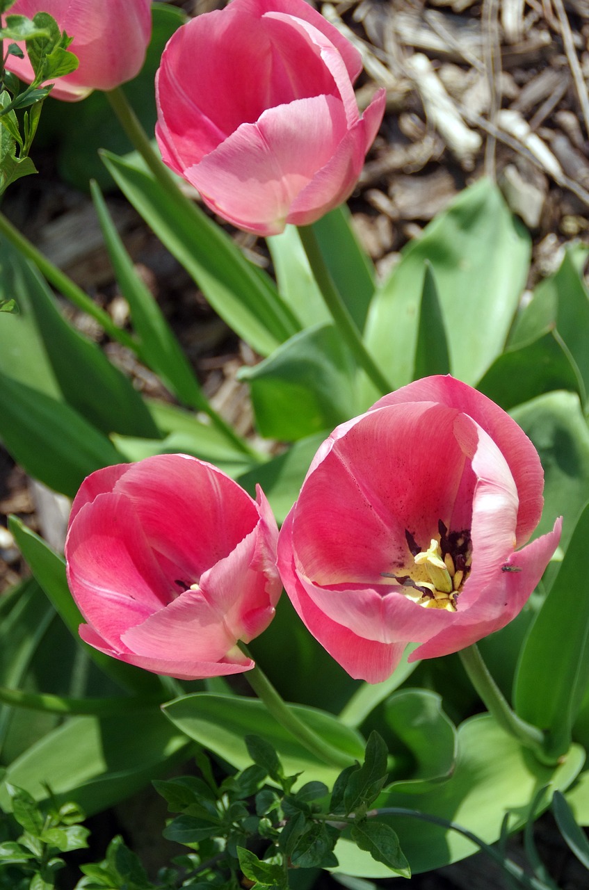 tulips  roses  lily free photo