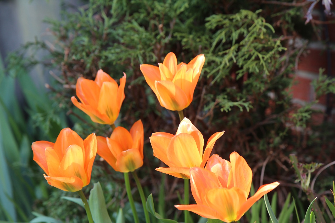 tulips  tulip orange  flowers free photo