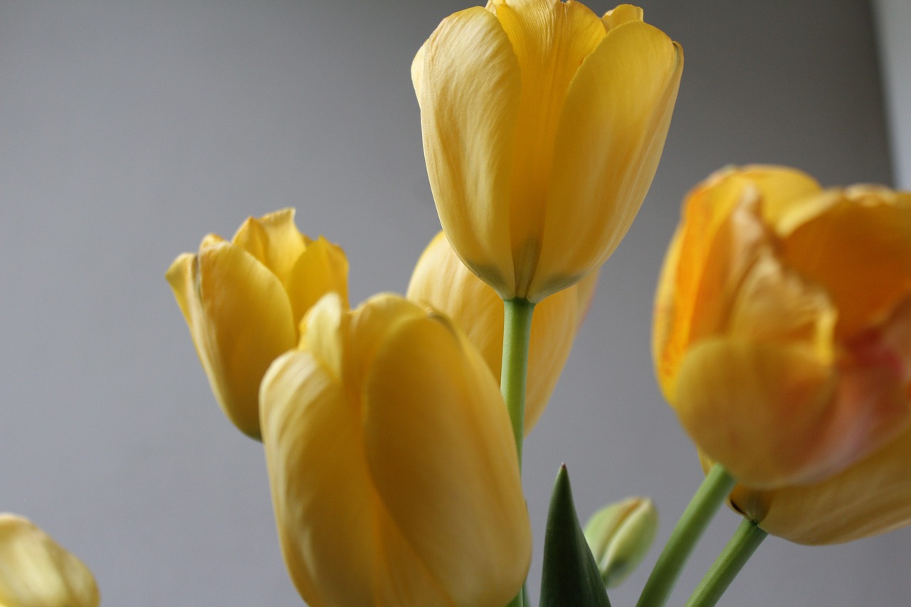 tulips  easter  yellow free photo