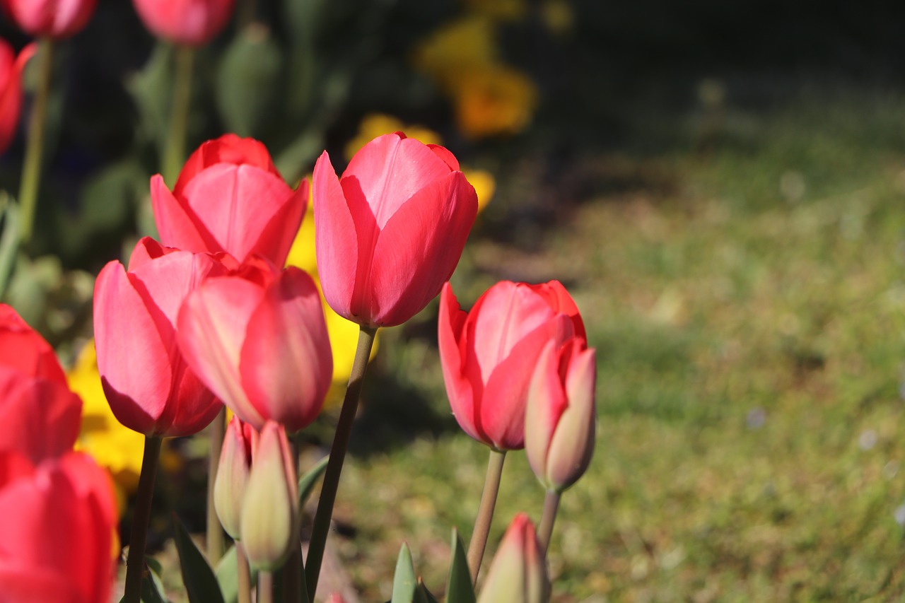 tulips  flower  nature free photo