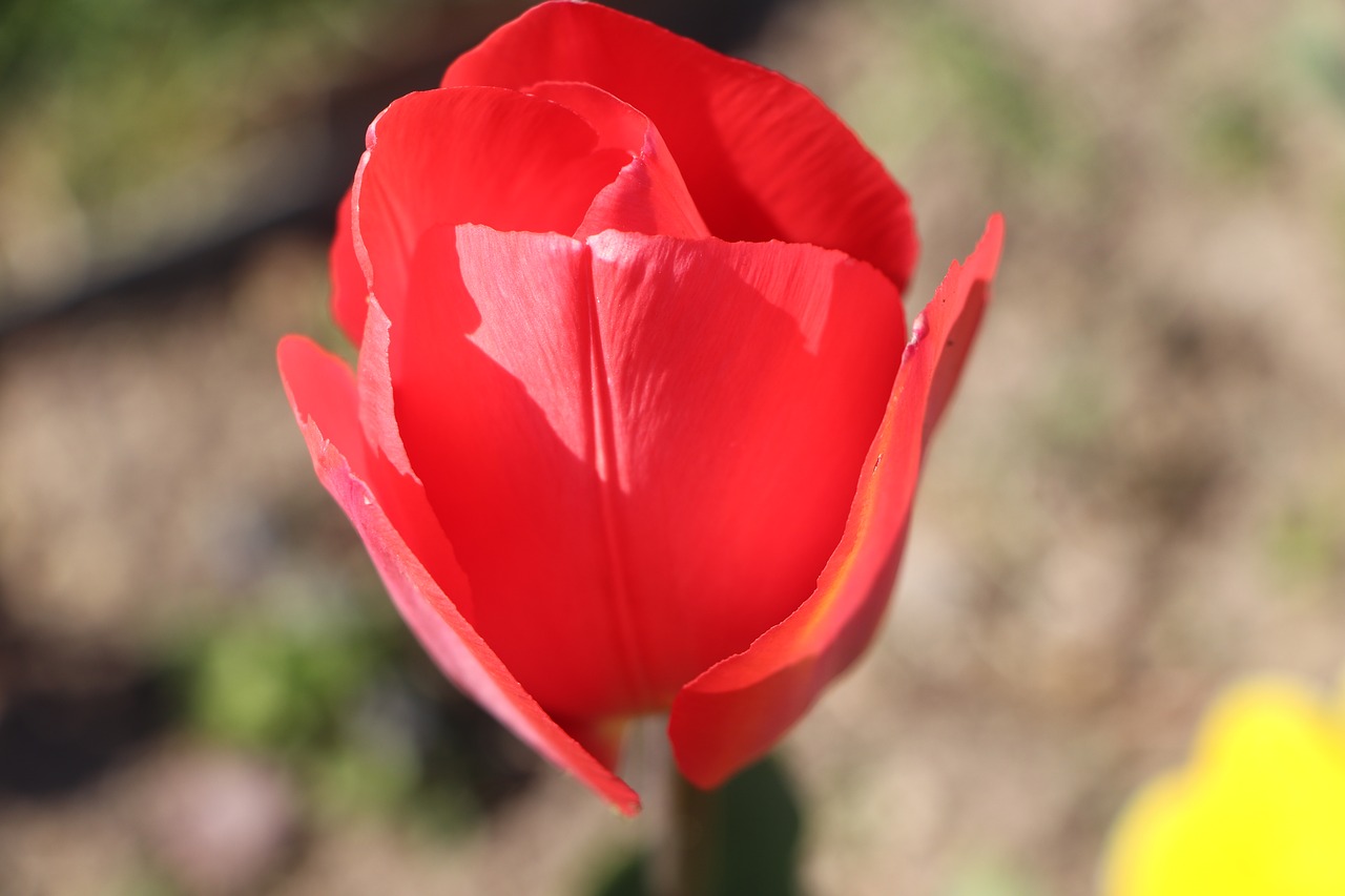 tulips  flower  nature free photo