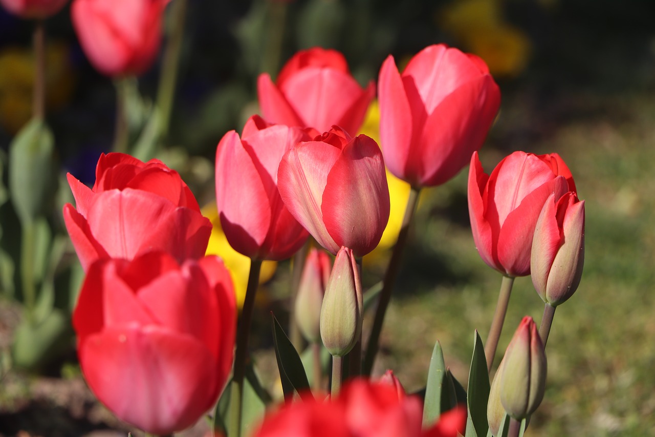 tulips  flower  nature free photo