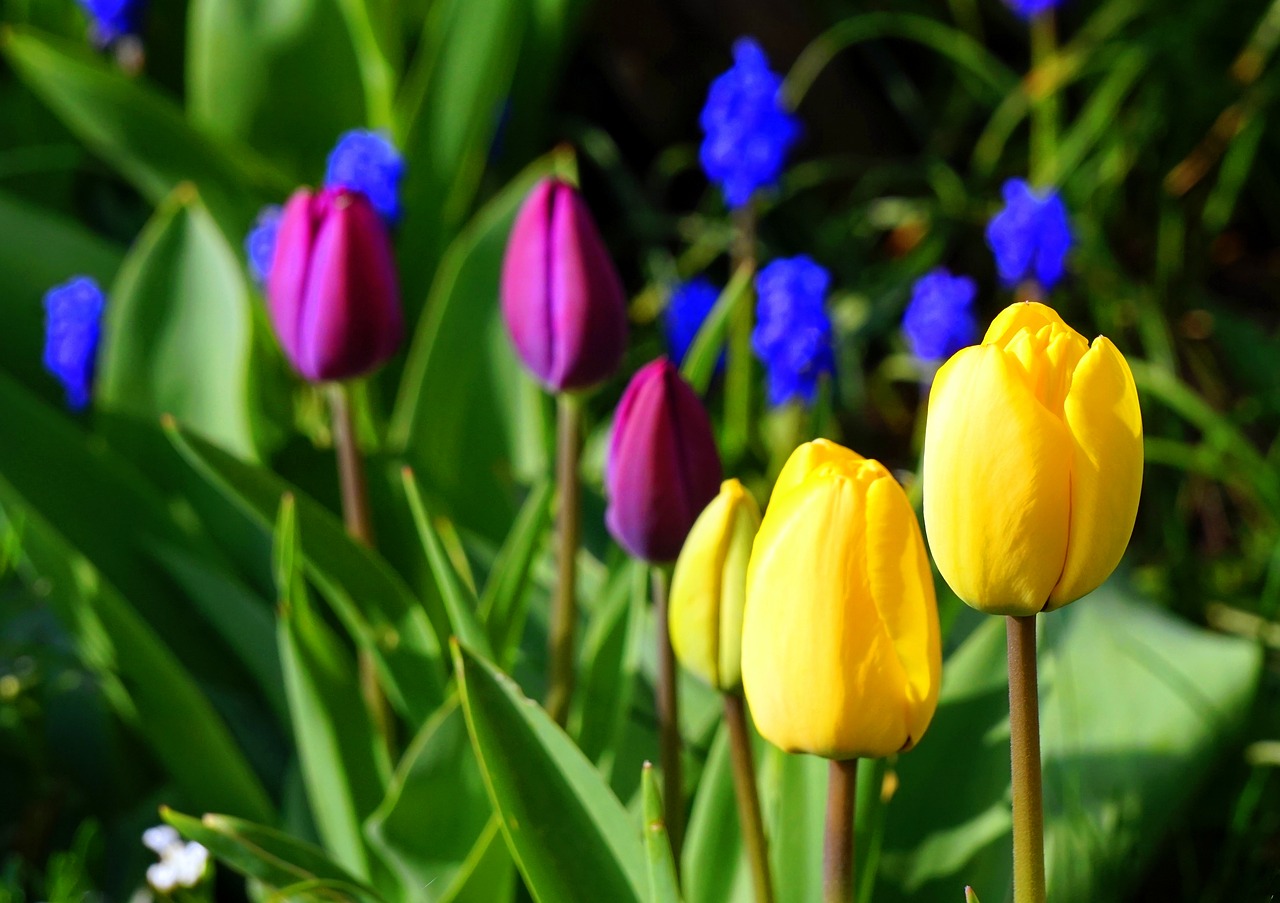 tulips  blossom  bloom free photo