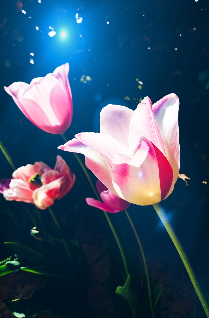 tulips  fantasy  harmony free photo