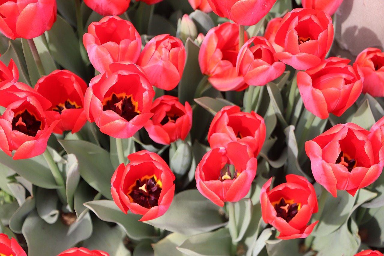 tulips  tulip  flower free photo