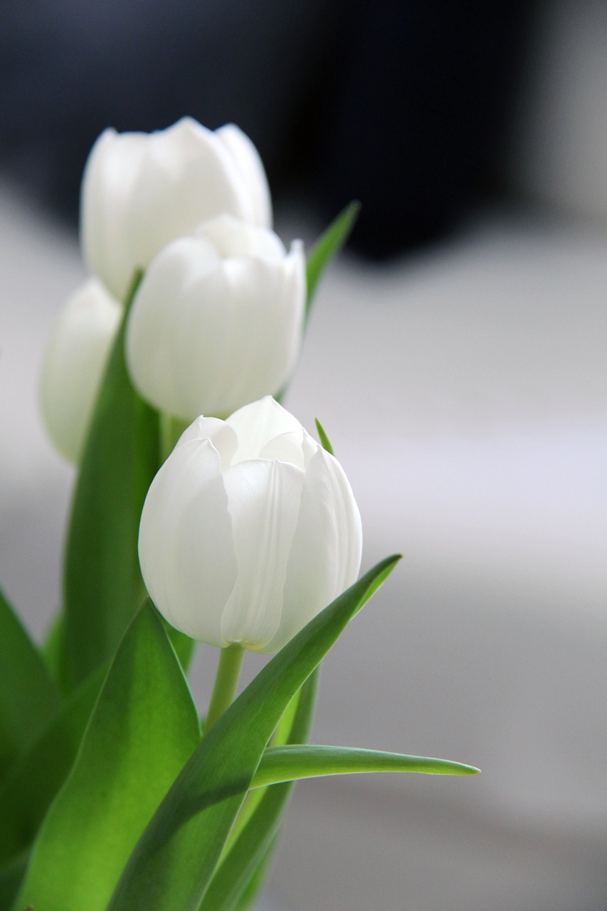 tulips  flowers  spring free photo