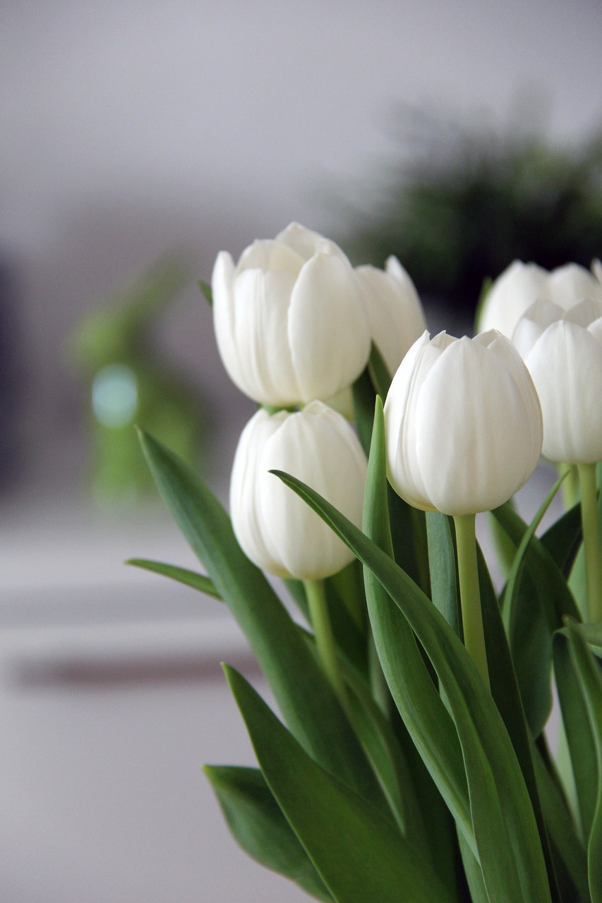 tulips  flowers  plant free photo