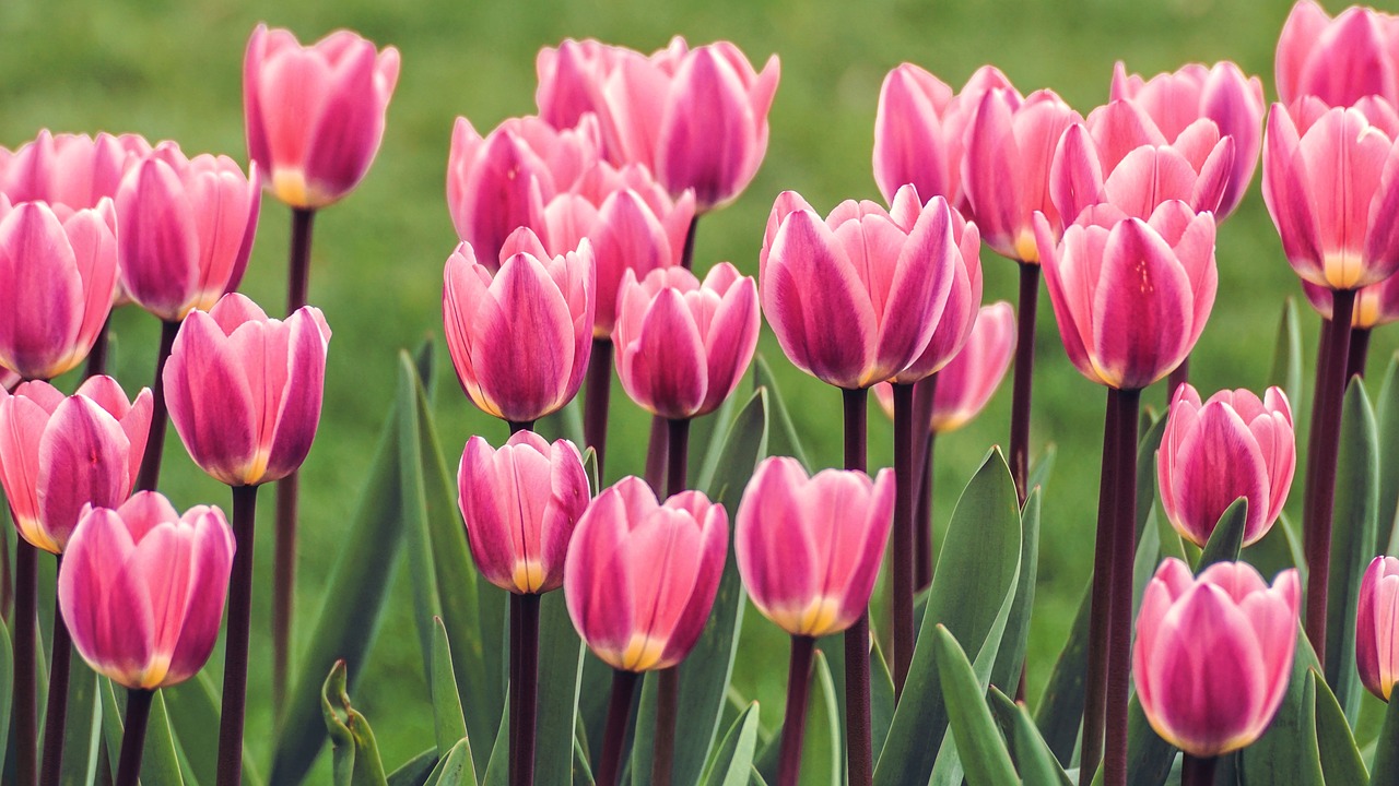 tulips  flowers  spring free photo