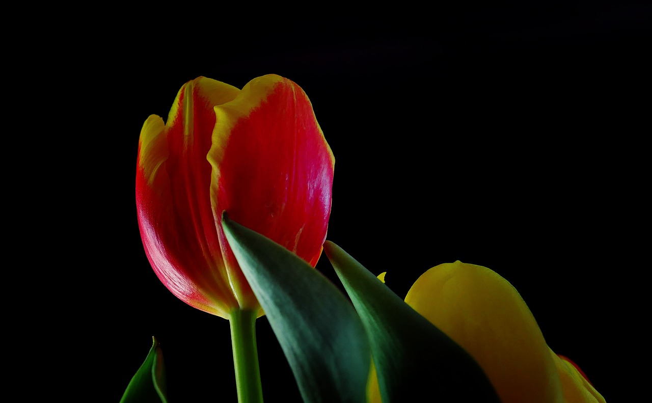 tulips  spring  flowers free photo