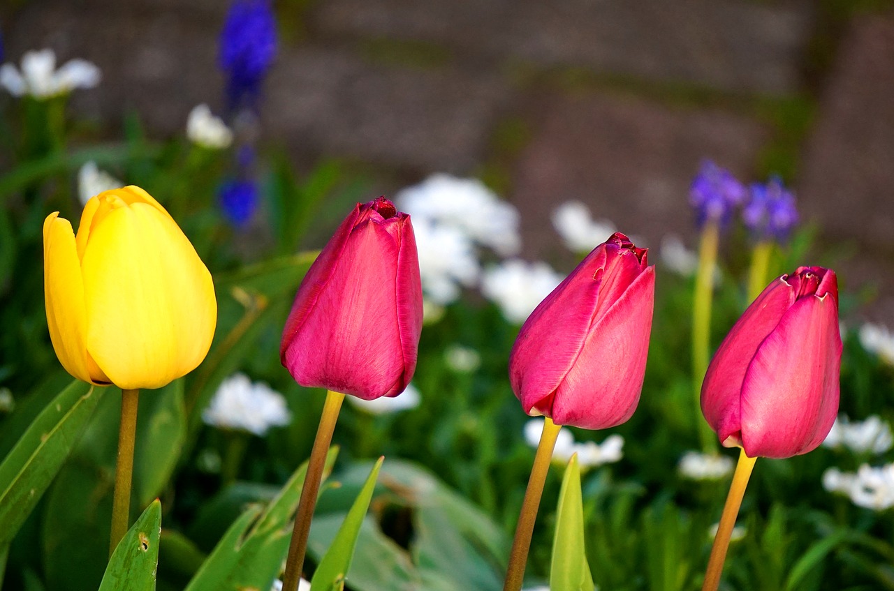 tulips  blossom  bloom free photo