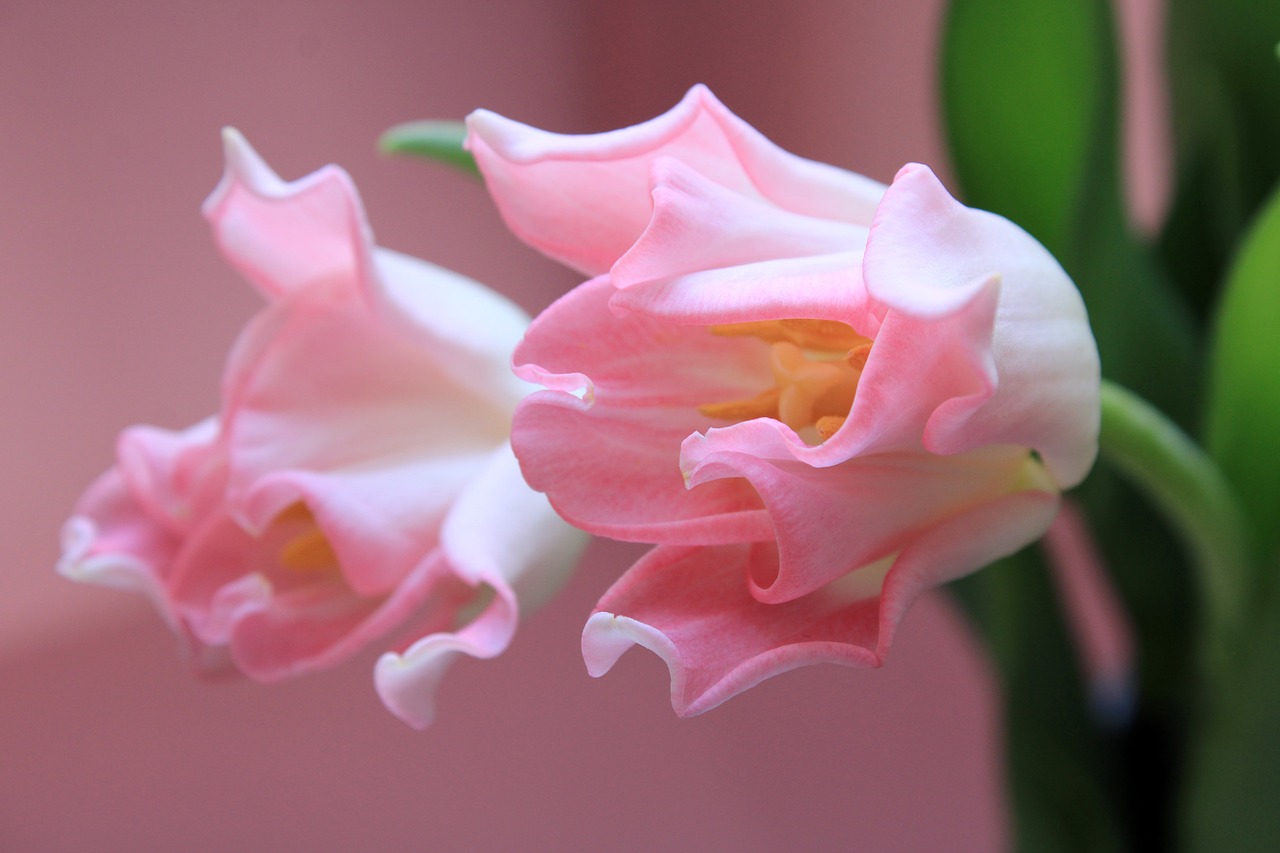 tulips  pink  green free photo