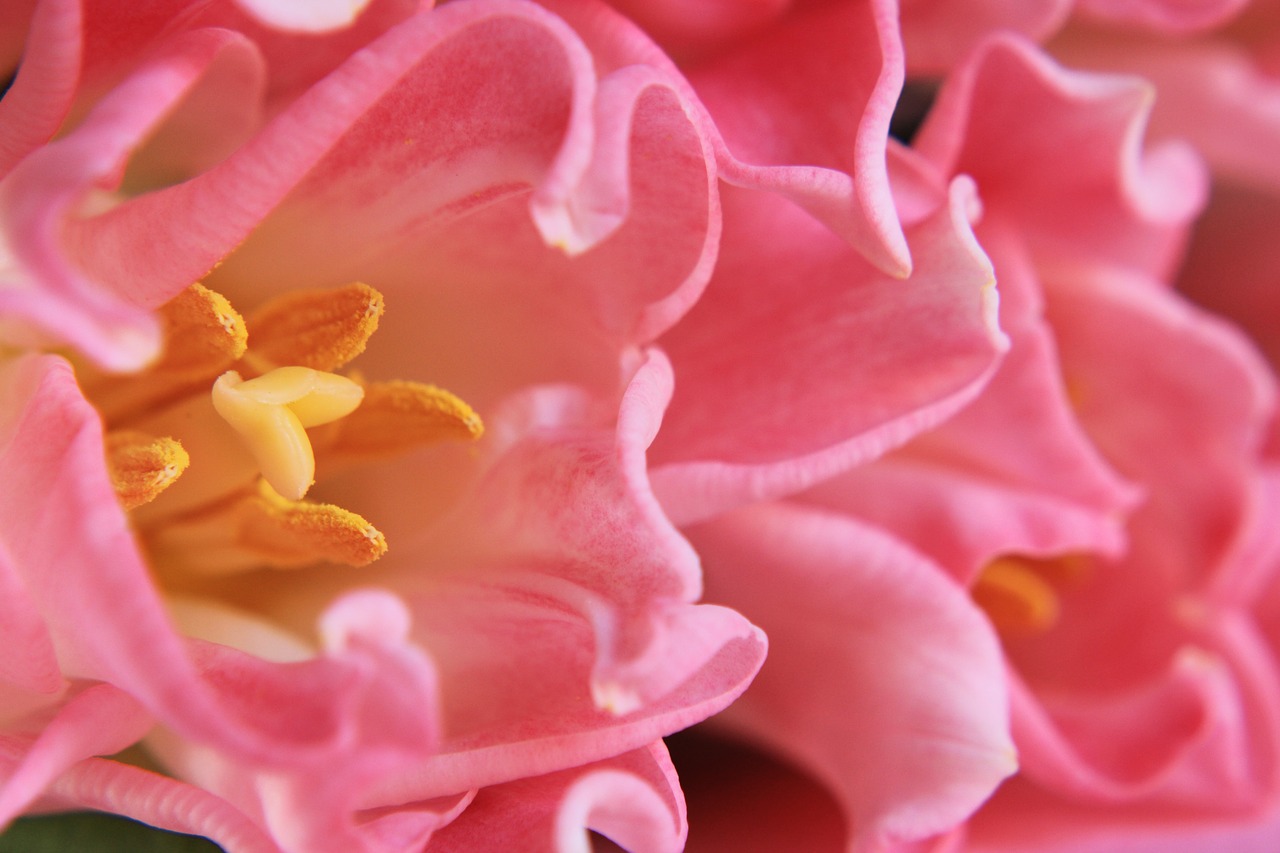 tulips  pink  stamens free photo