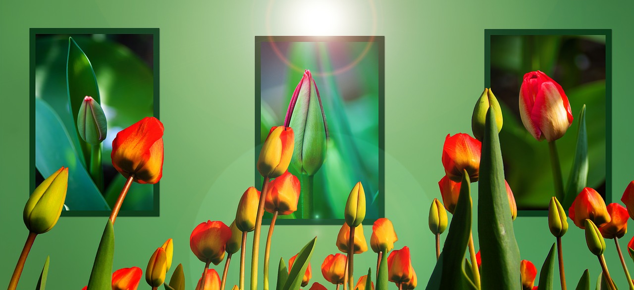 tulips  background  spring flowers free photo