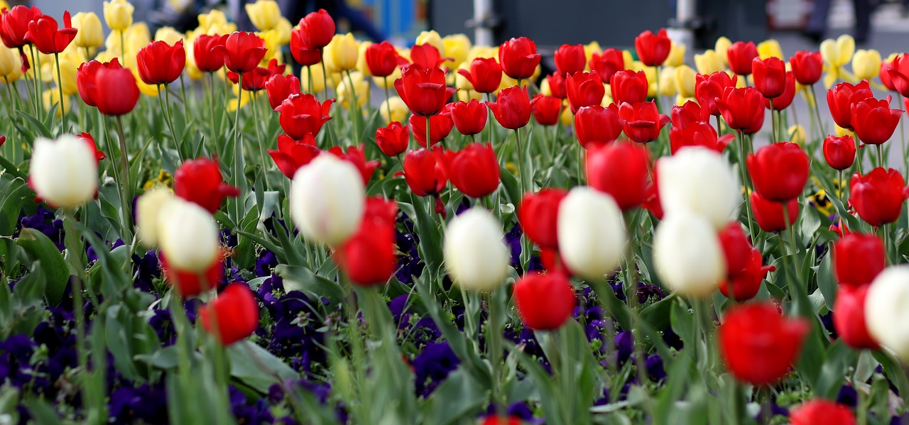 tulips  flowers  red free photo