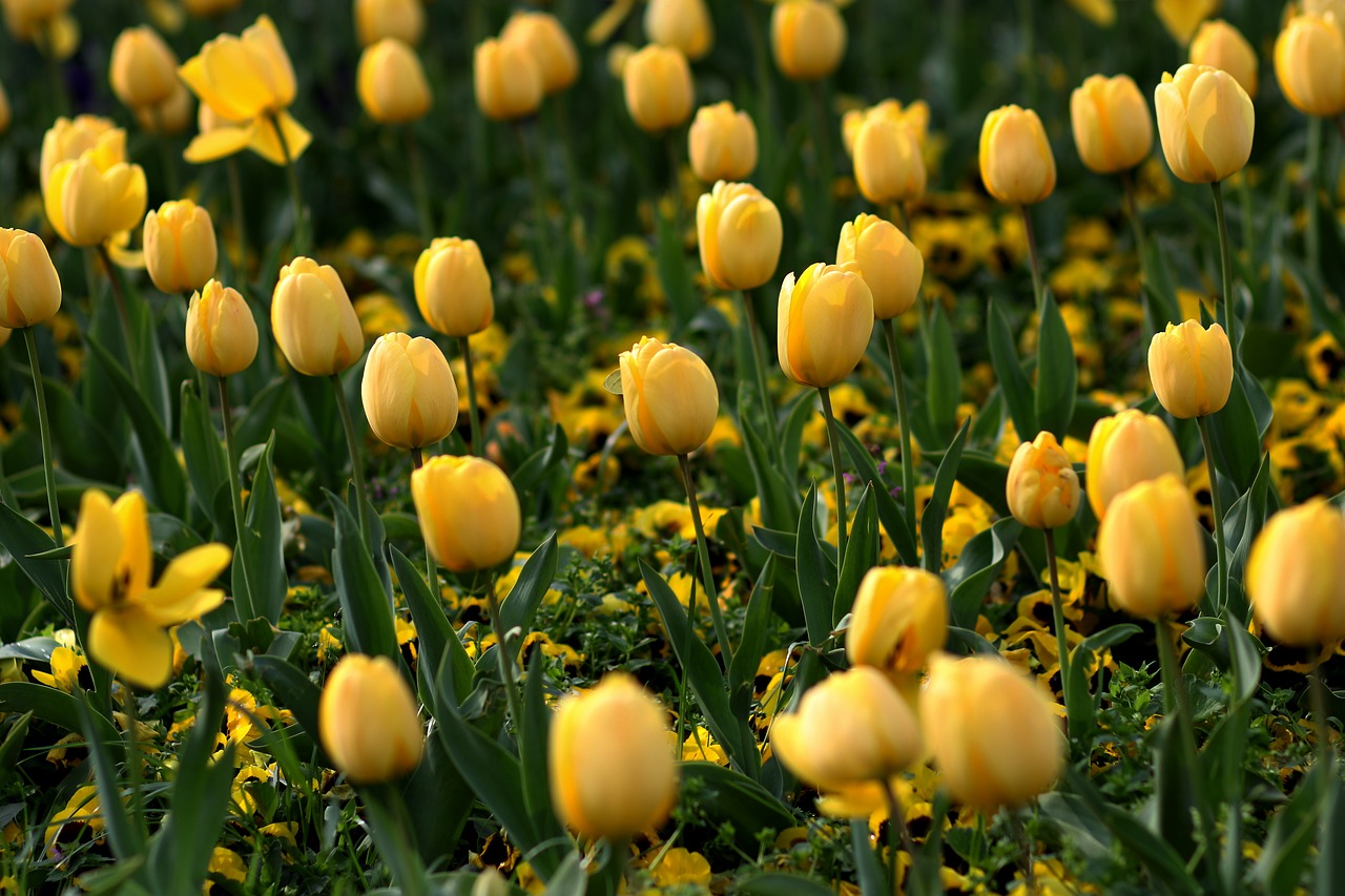 tulips  flowers  yellow free photo