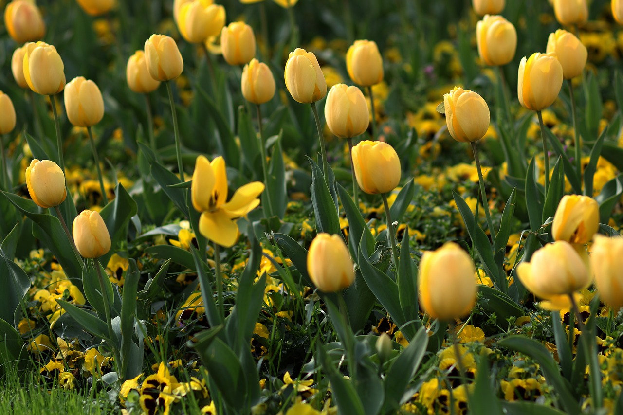 tulips  flowers  yellow free photo