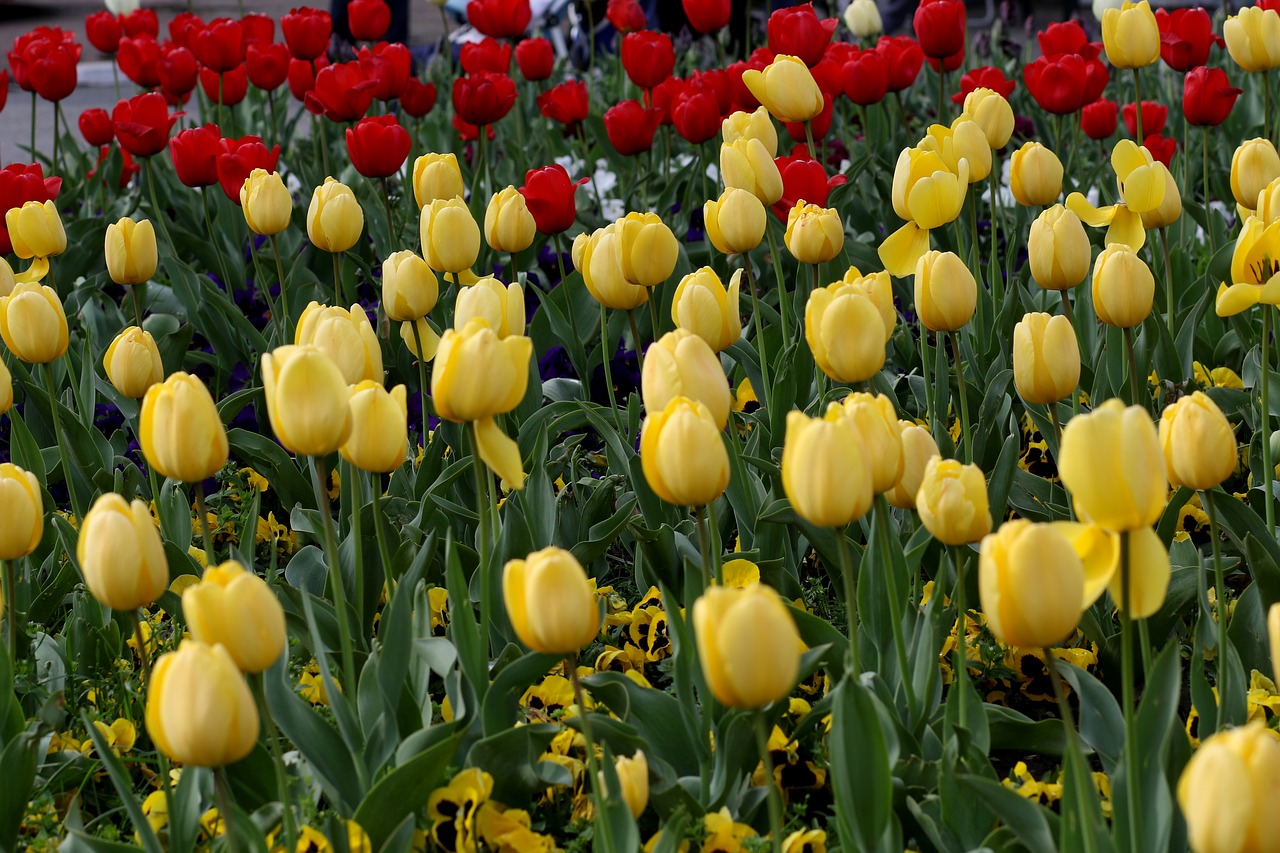 tulips  flowers  red free photo