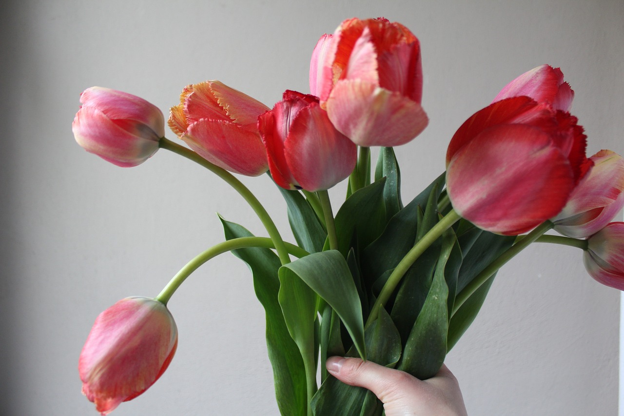 tulips  bouquet  spring free photo