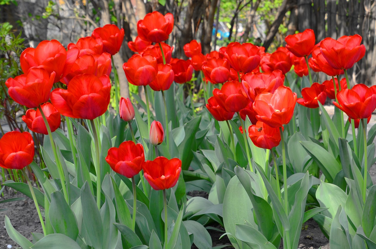 tulips  flowers  spring free photo