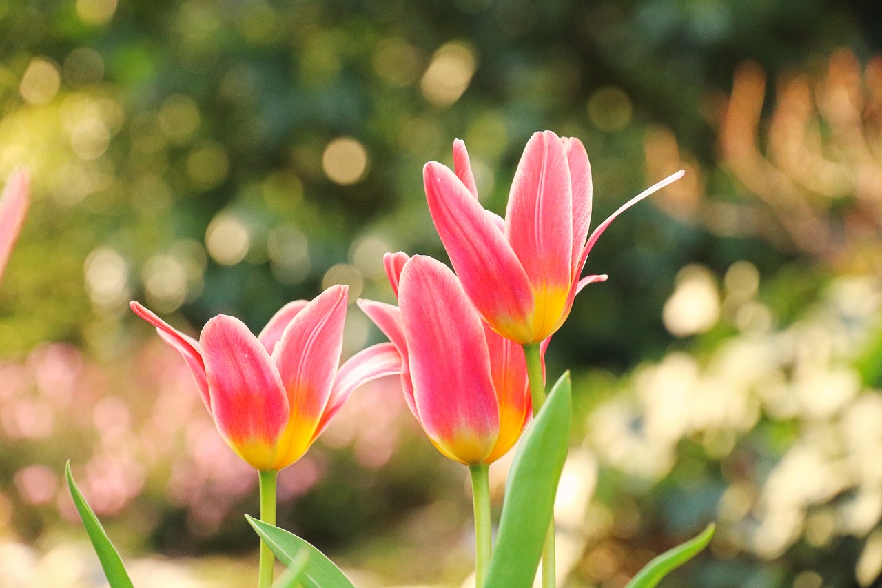 tulips  flower bulbs  flowers free photo