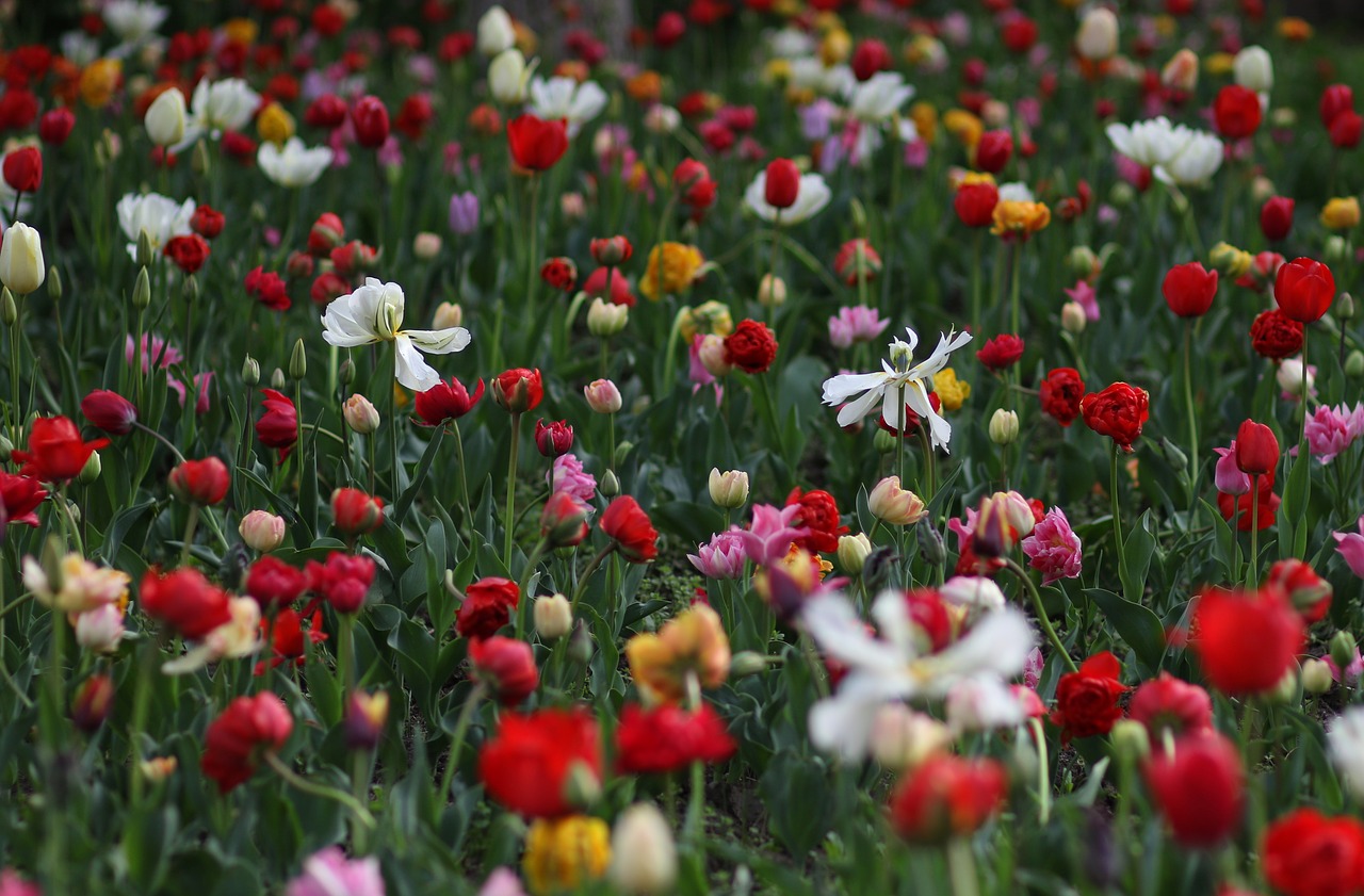 tulips  supplies  flowers free photo