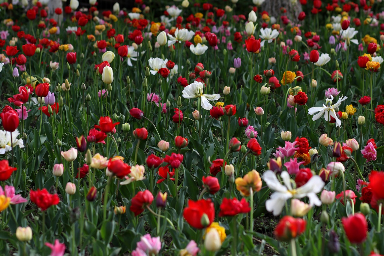 tulips  flowers  spring free photo