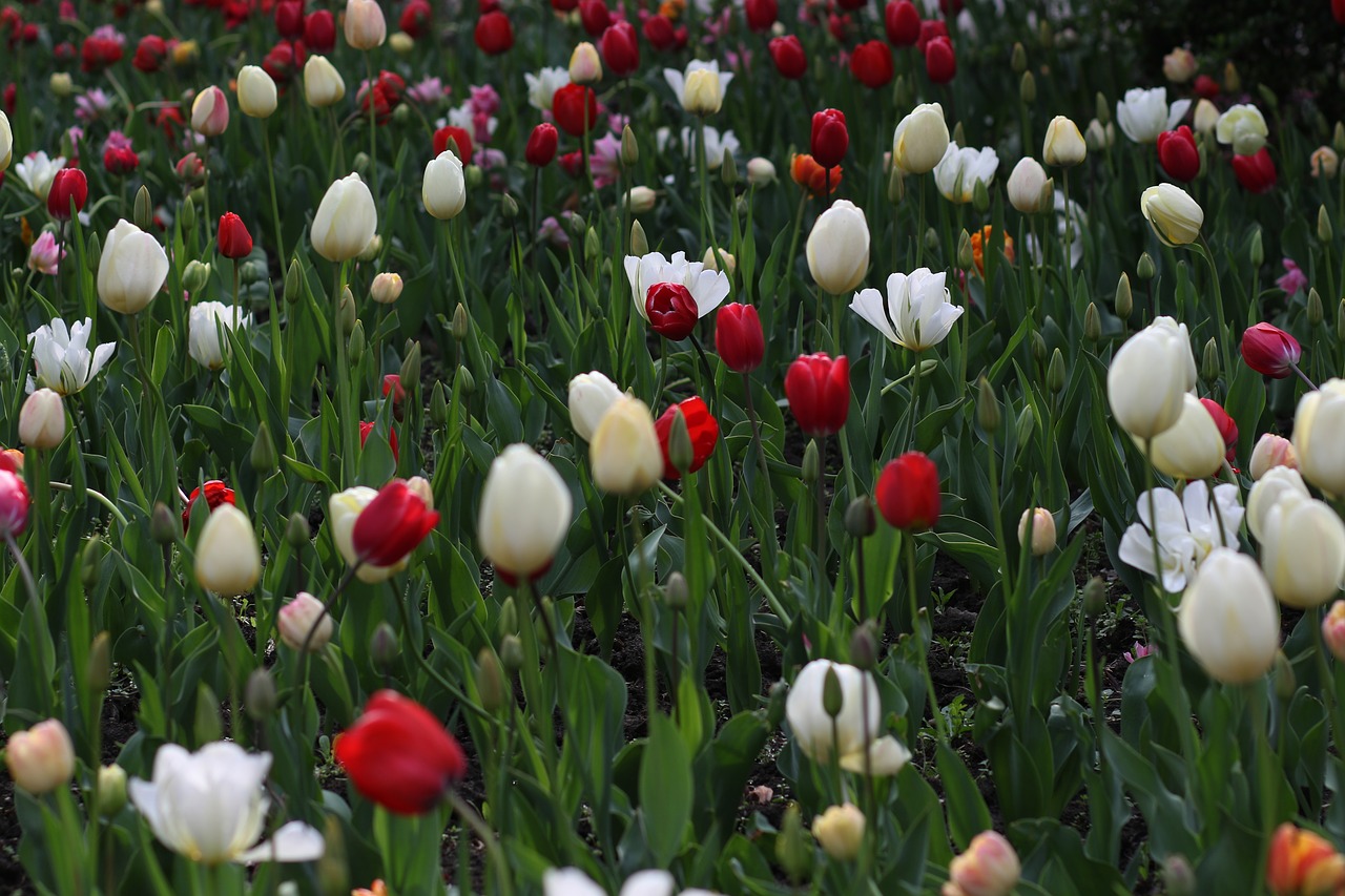 tulips  flowers  spring free photo