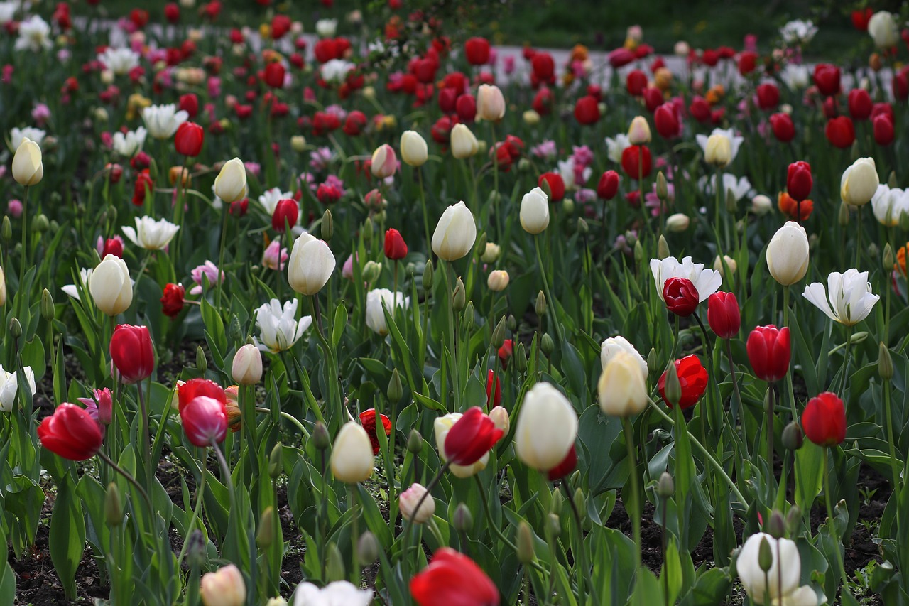 tulips  flowers  spring free photo