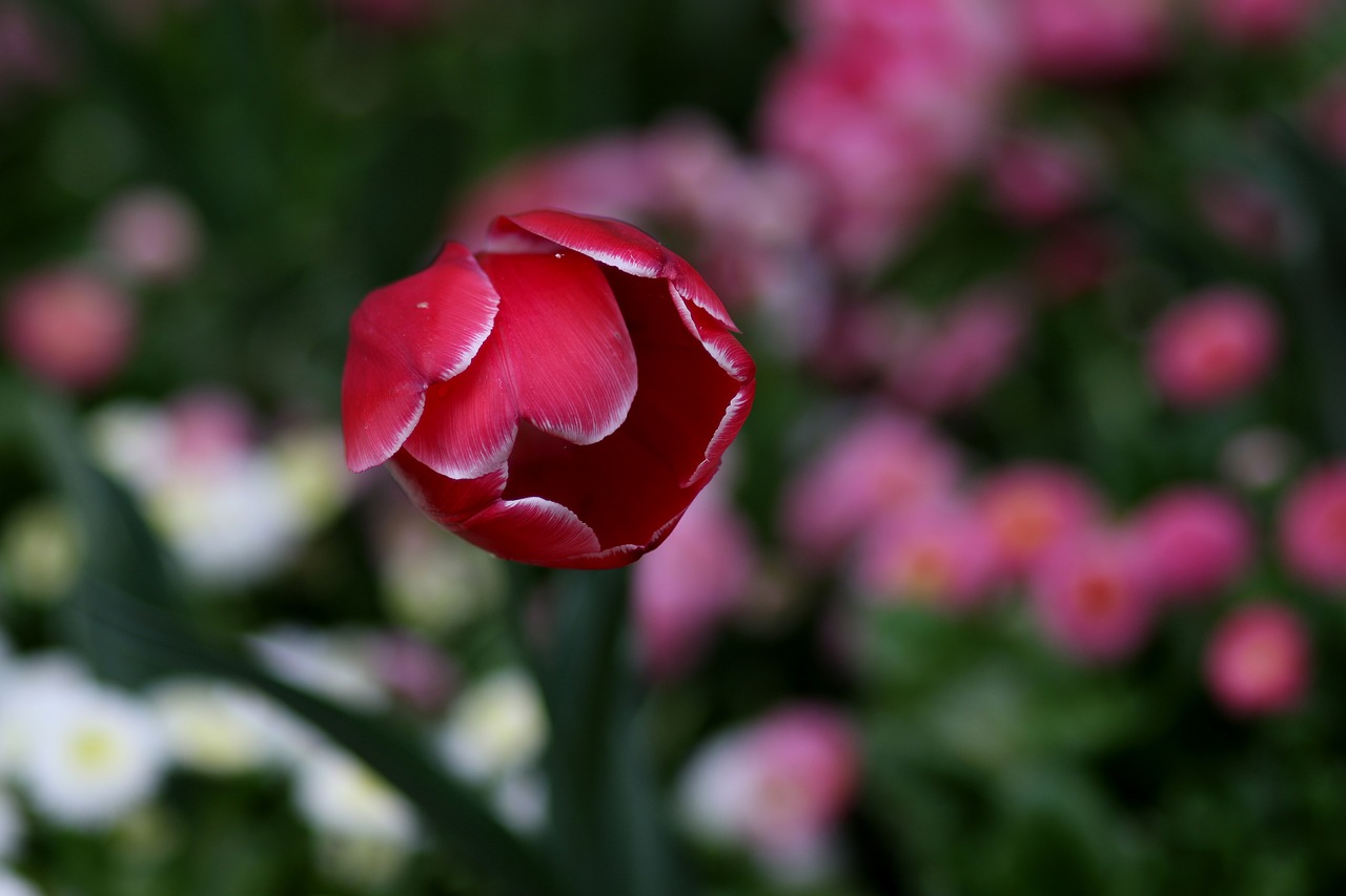 tulips  flowers  spring free photo