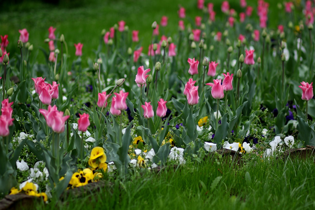 tulips  pink  flowers free photo