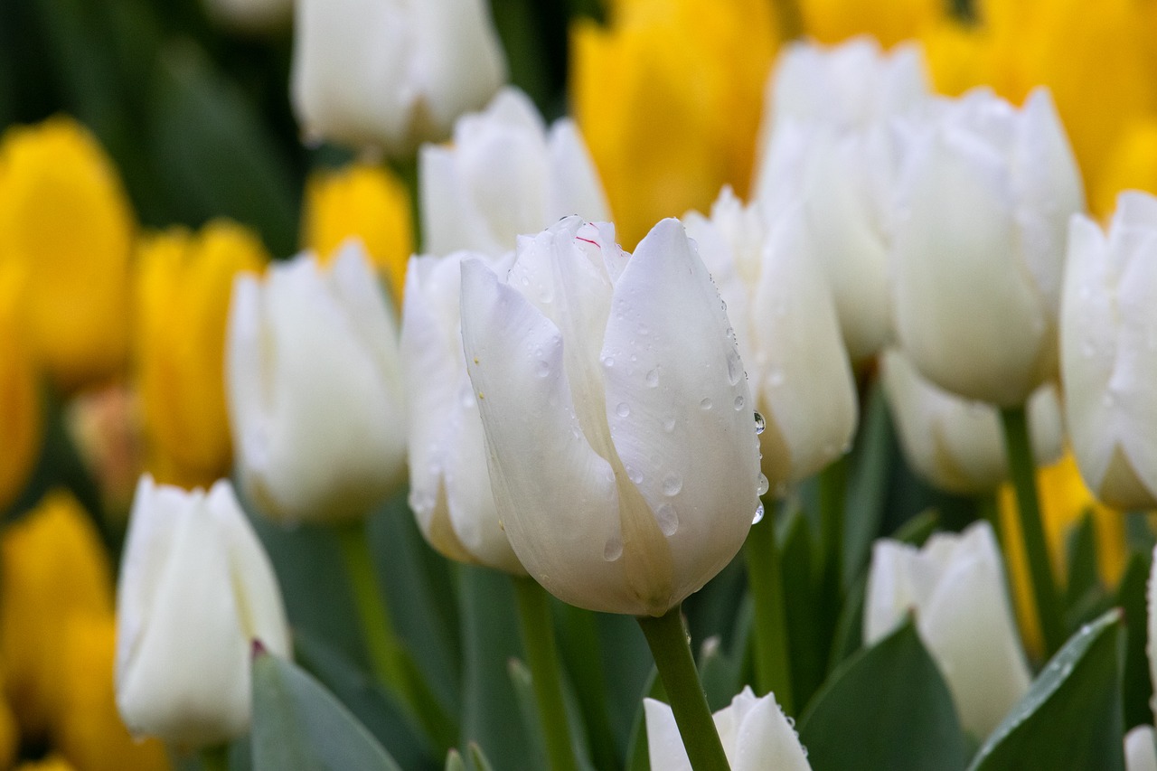 tulips  tulip  flower free photo