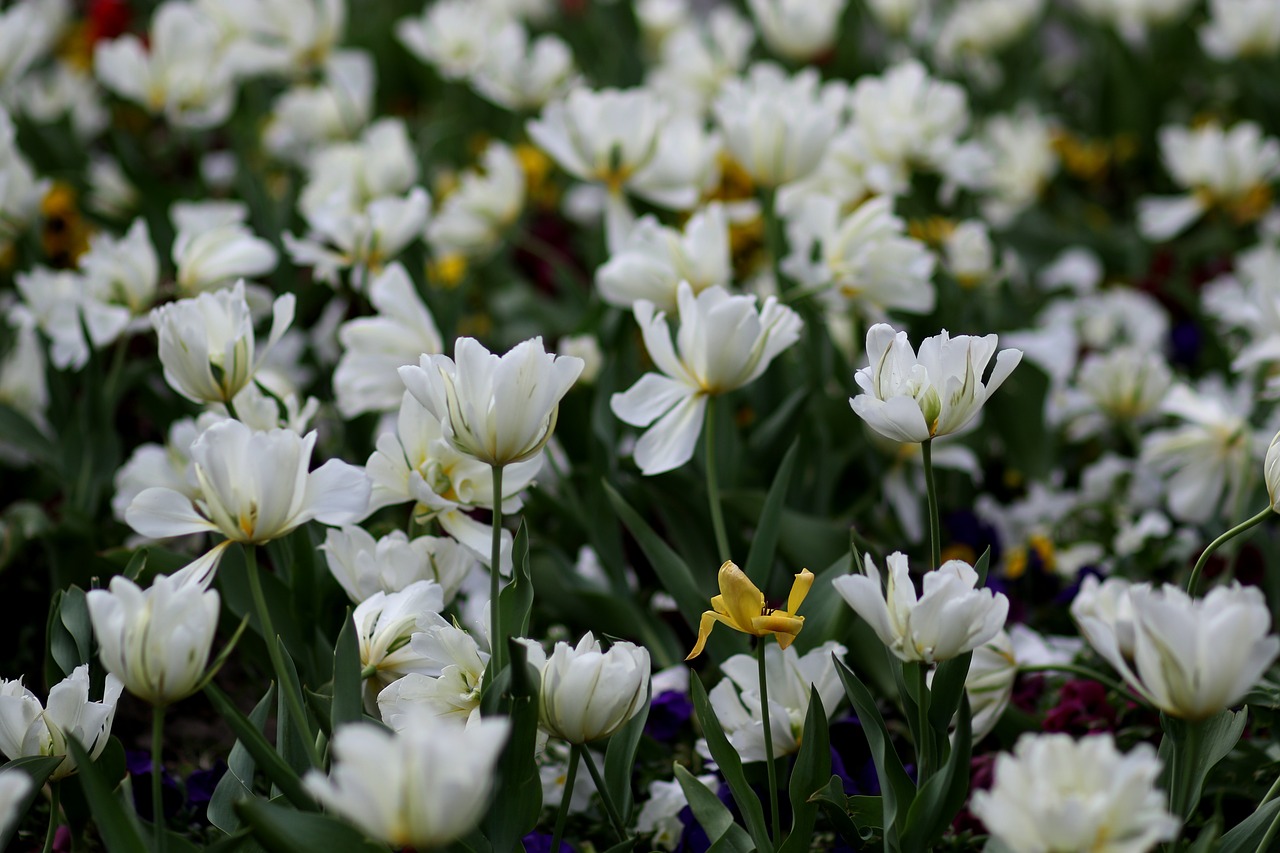 tulips  white  supplies free photo