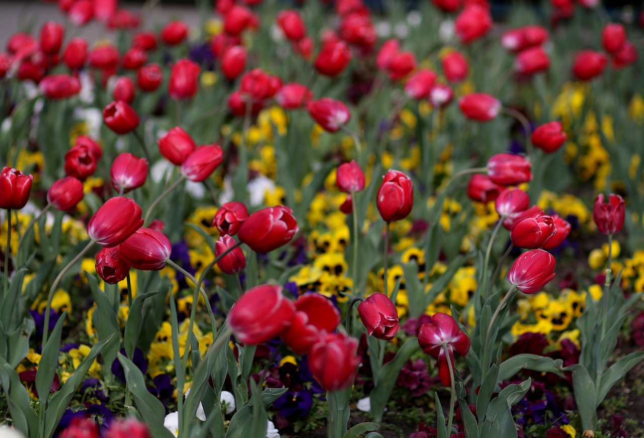 tulips  red  coloring free photo