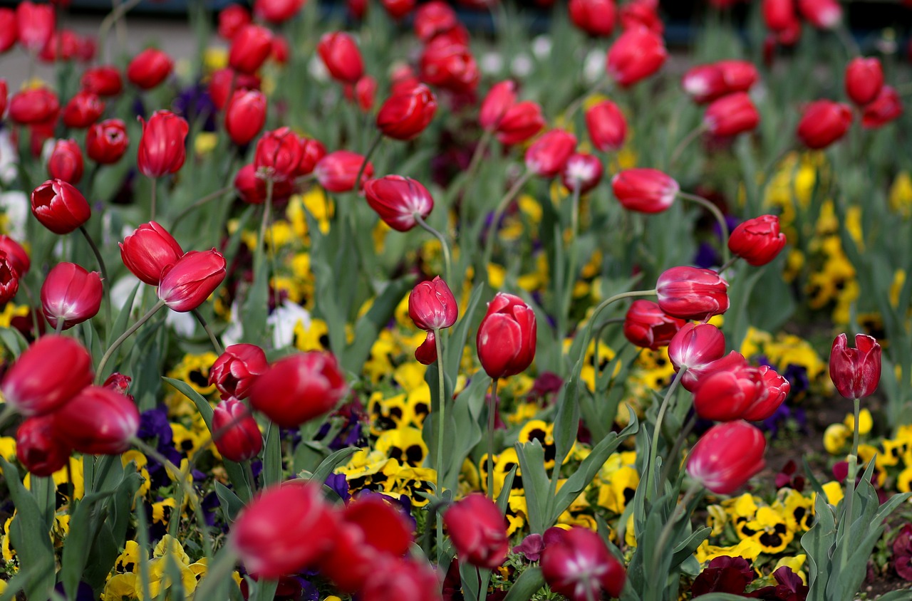 tulips  red  coloring free photo