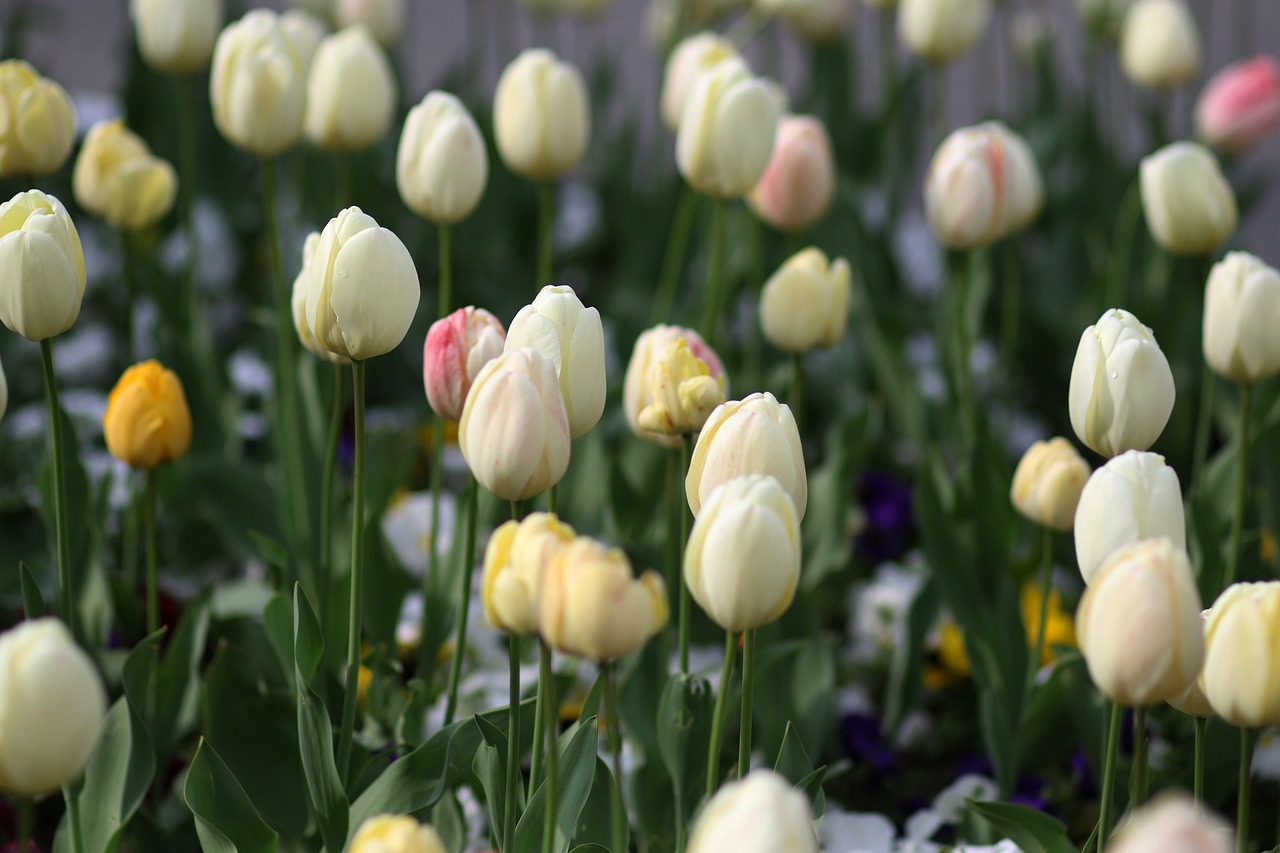 tulips  white  supplies free photo