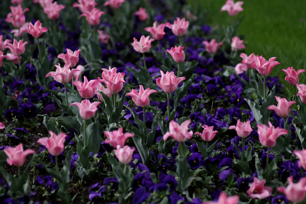 tulips  pink  coloring free photo