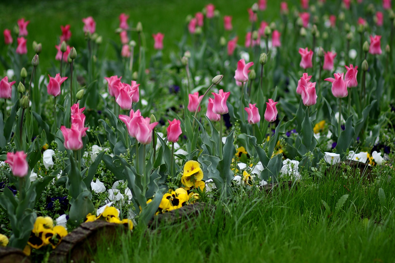 tulips  pink  coloring free photo