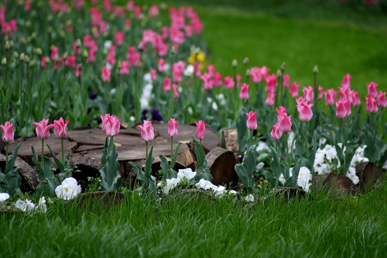 tulips  pink  coloring free photo