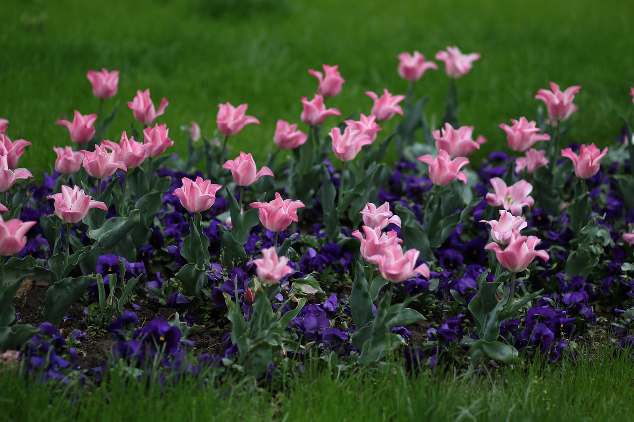 tulips  pink  coloring free photo