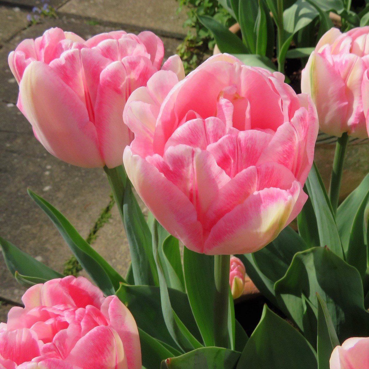 tulips  spring  flowers free photo