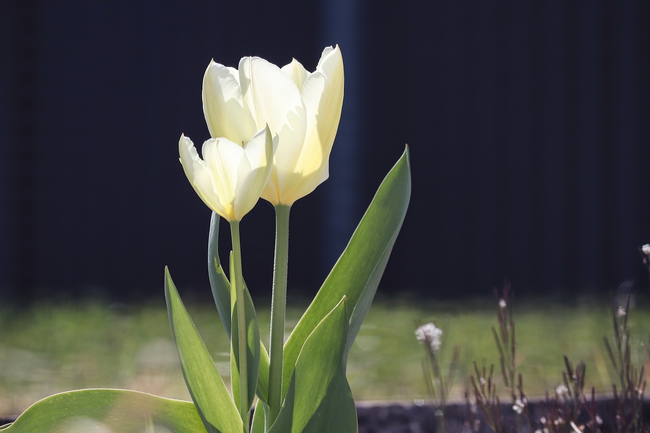 tulips  tulip flower  white free photo