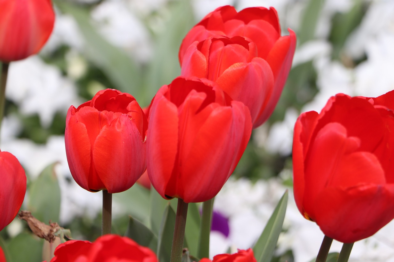 tulips  flower  istanbul free photo