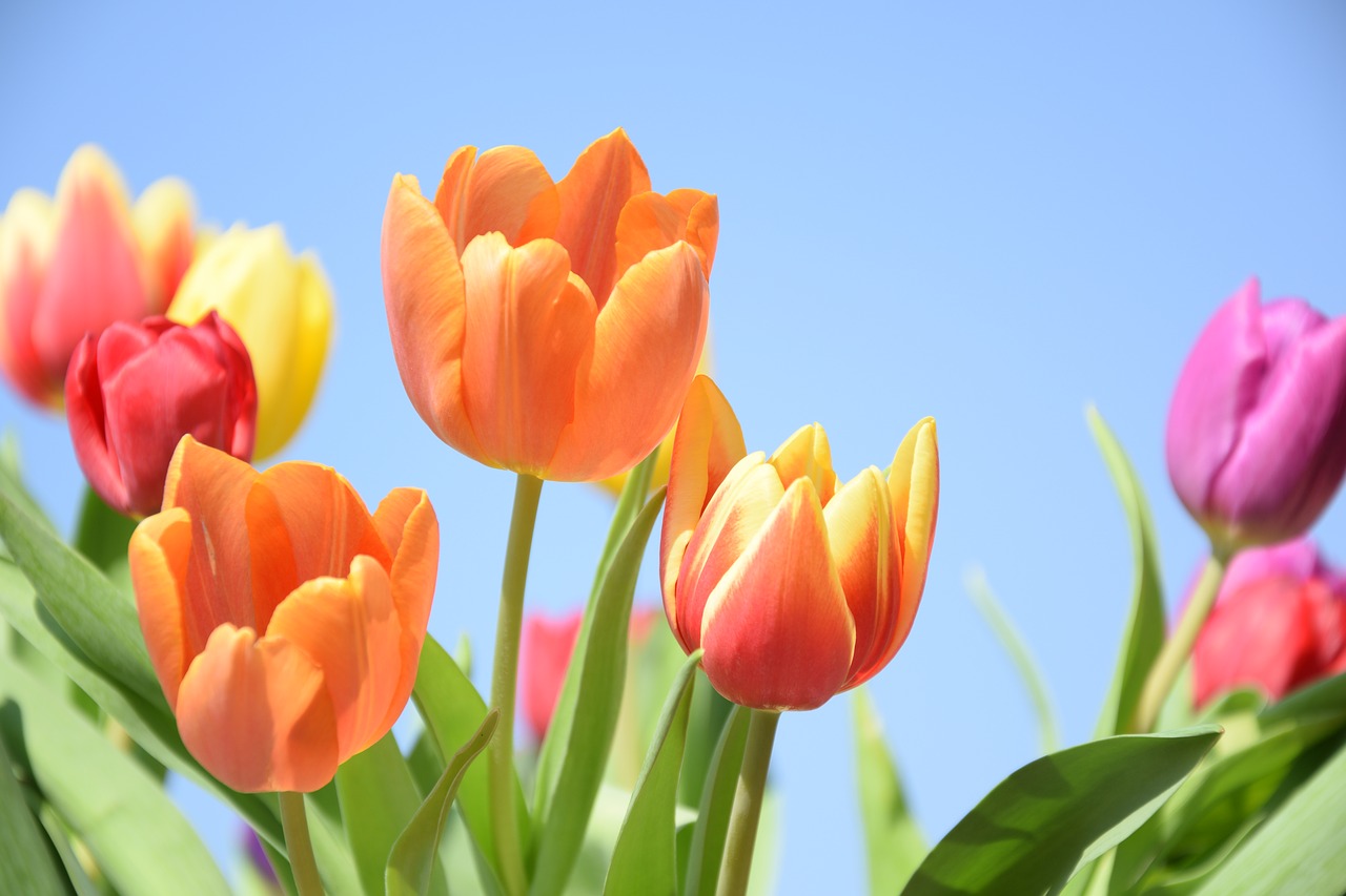 tulips  air  spring free photo