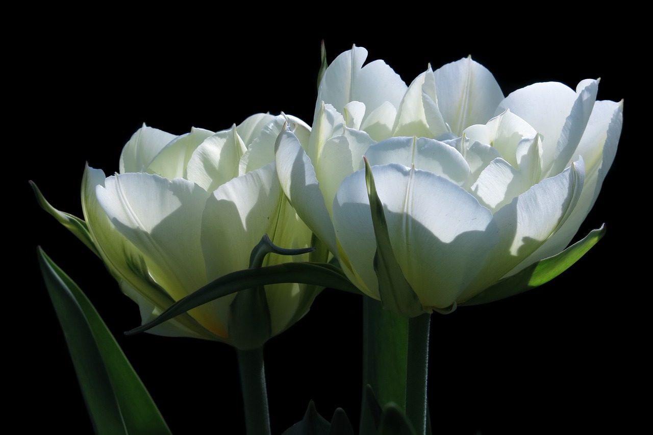 Белые тюльпаны на черном фоне